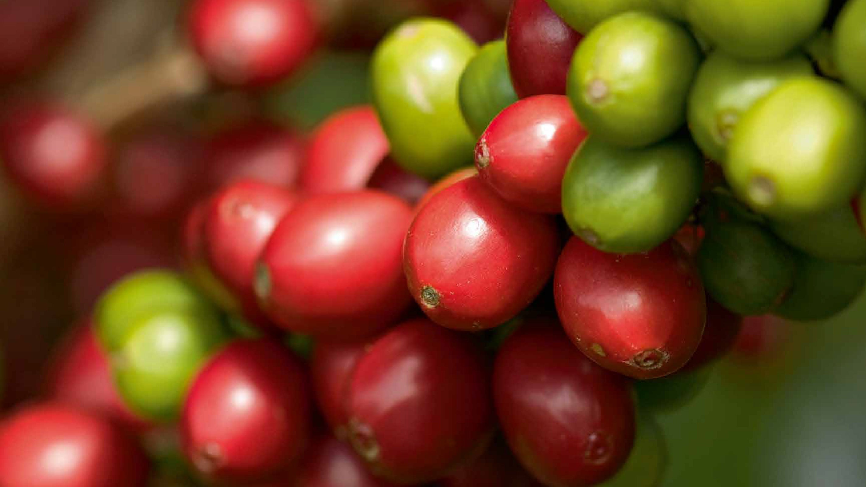 Colombian Coffee Beans