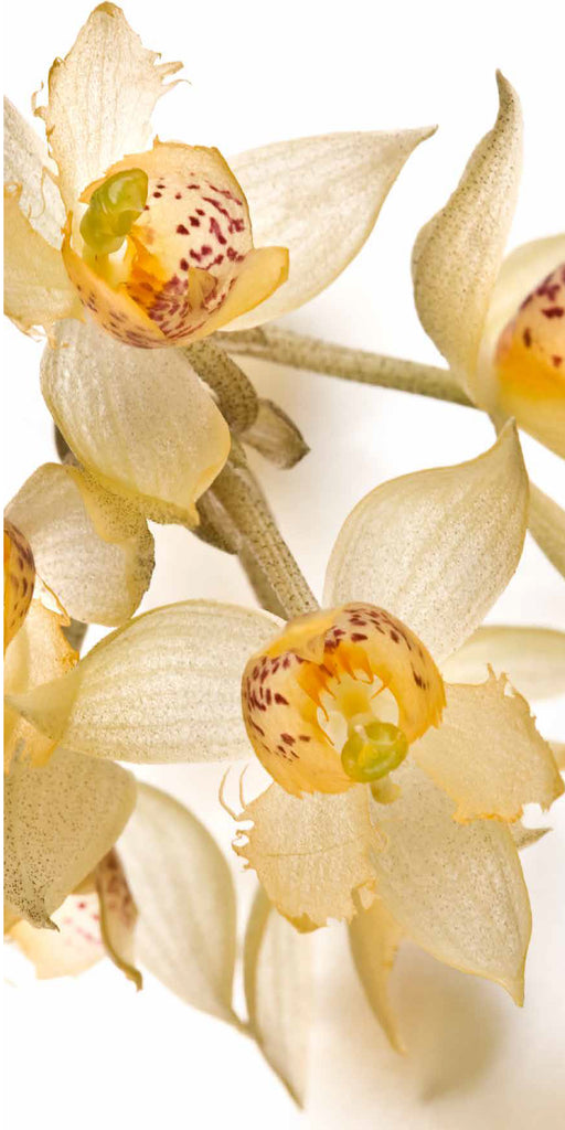 Orquídeas - Especies de Colombia - Villegas editores - Libros Colombia