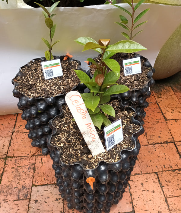 ARBOL CELASTRO ANDINO