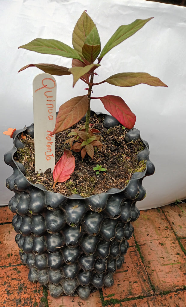 Arbusto Quina Naranja - Airpot 28