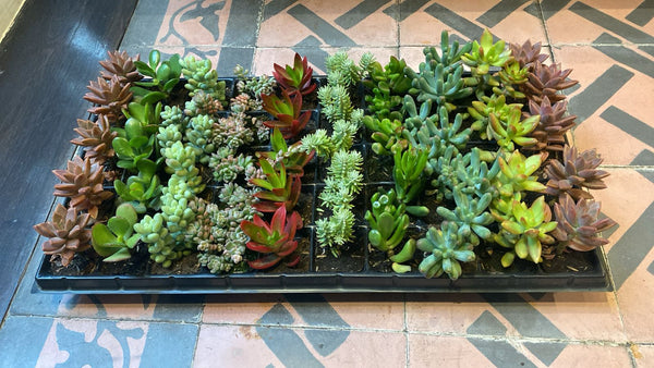 SUCULENTAS BANDEJA PLASTICA 50 UND SURTIDA