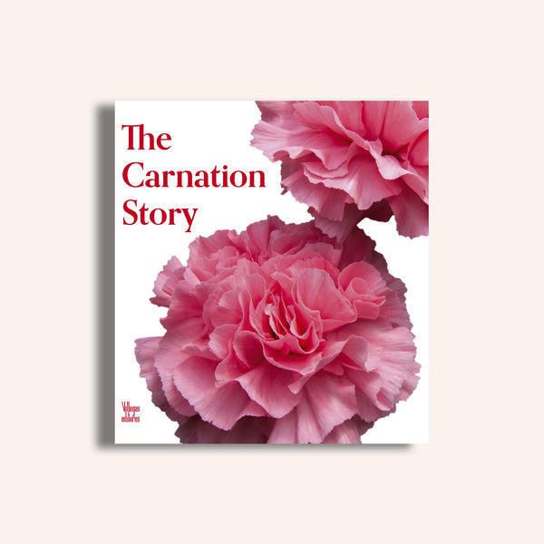 The carnation history